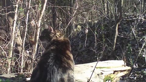 Friendly chillin outdoors - Friendlys a 5 yr. old Maine Coon , & adoped us 2 yrs ago. She is like a Queen that lost her Kingdom & People . She is VERY smart..