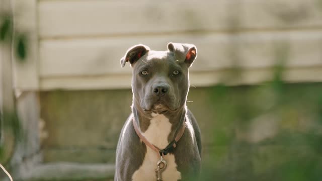 : puppy ownership protects against loneliness for those living alone during the COVID-19 blockade.