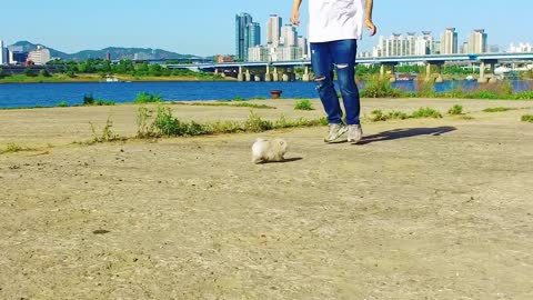 Teacup Puppy, Orange Pomeranian