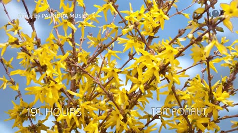 Forsythia Time Lapse