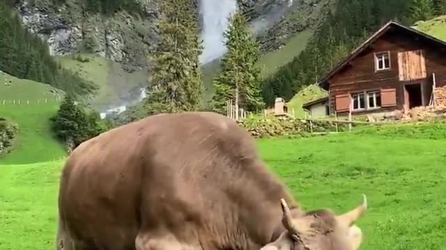 Marque aquela pessoa que precisa te levar para tomar café da manhã na suiça 😍 Vídeo por