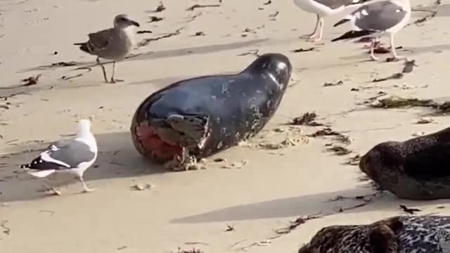 Injured seal gets the unfortunate attention of a ruthless group of beach gulls