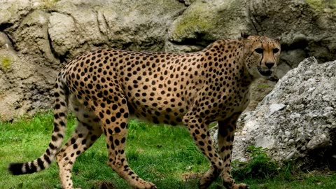 BeautifullCheetah are walking amazing