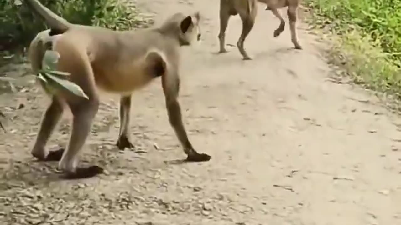 Funny dog videos part-30
