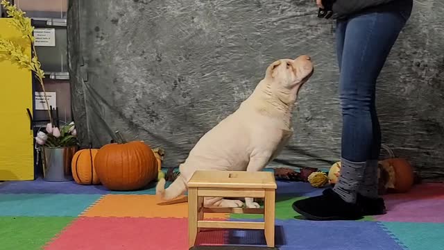 Tindrah November 2022 Spell-it