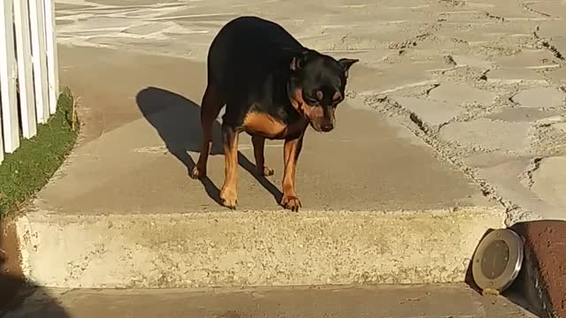 A pregnant dog is afraid