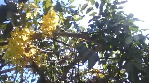 The sun flashes and shines brightly on the acacia tree and yelllow flowers [Nature & Animals]