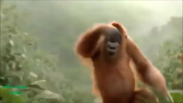 monkey comedy video 🤣