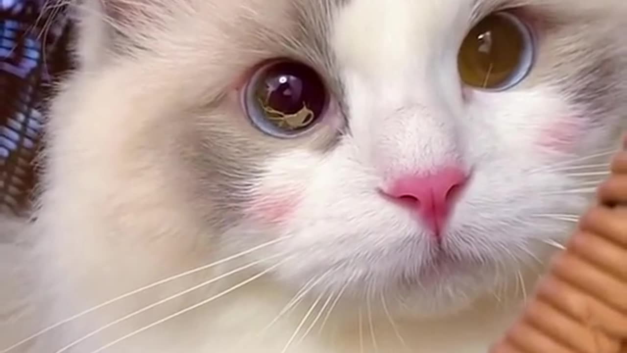 Aww Cute Cats Videos #catmeow Funny Animals Compilation😹 Try Not To Laugh Challenge MV59