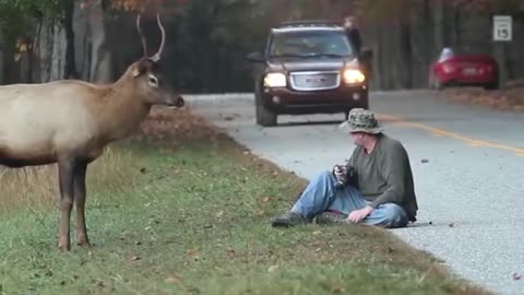 Terrifying Moment ELK Attacks - Photographer Remained Calm