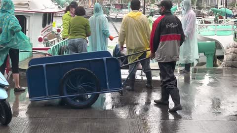 Huge bluefin tuna hauled ashore in bad weather