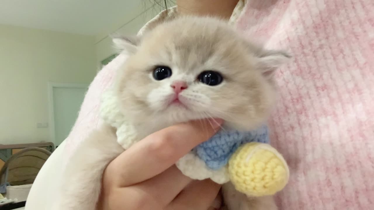 So cute baby cat