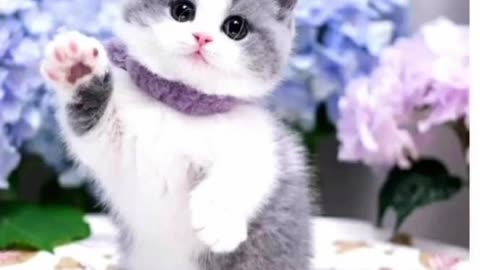 Choose your gift cat