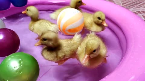 cute ducks swimming small pond