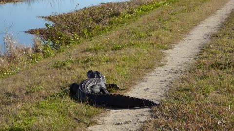 Gator encounter.