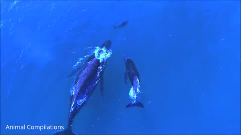 Dolphine swimming video