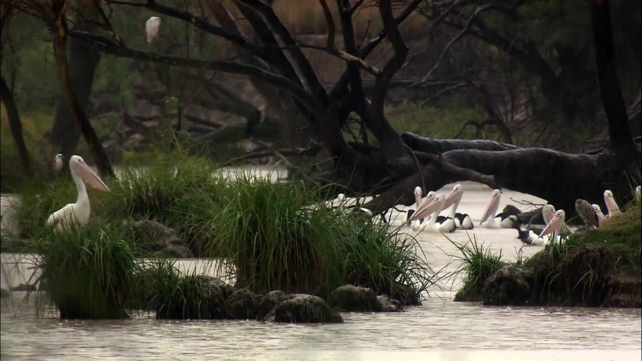 Great migration | wild ones | free documentary nature