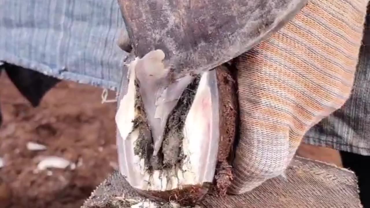 Horse Hoof restoring satisfying video