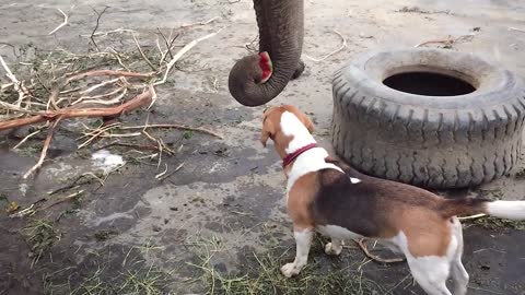 Elephant vs. Watermelon