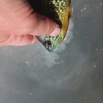 Pumpkinseed kissena