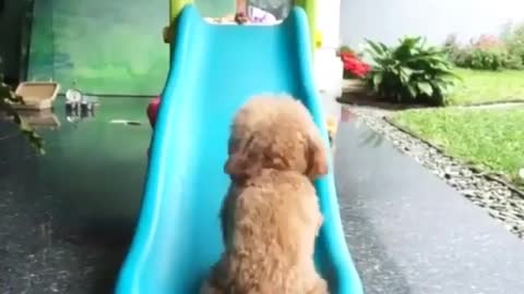 A dog that can't slide