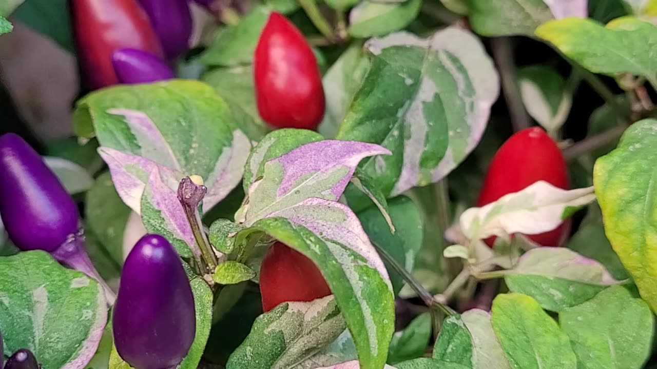 A Pepper Cross That I'm Working On - Variegated With Purple Peppers