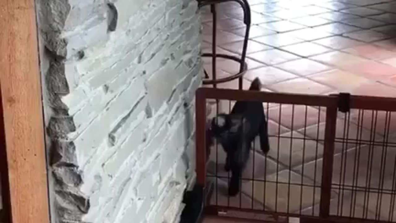 Tentation of a baby goat to jump