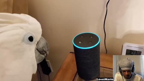 Cockatoo Attempts To Order Off Of Alexa