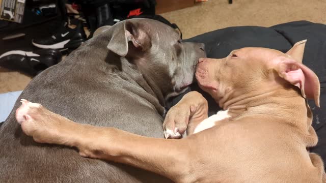 Brother Dogs Cuddling With Each Other! So Precious!!