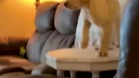 Funny Animals
