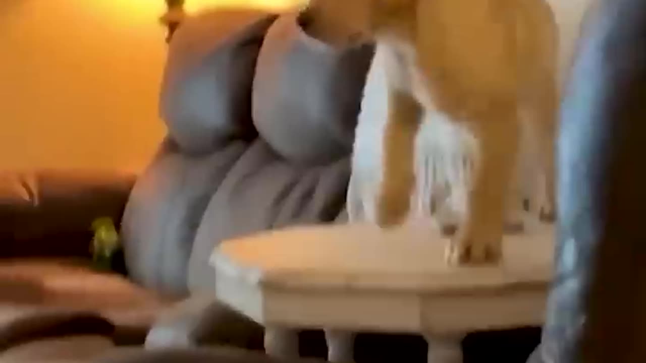 Funny Animals