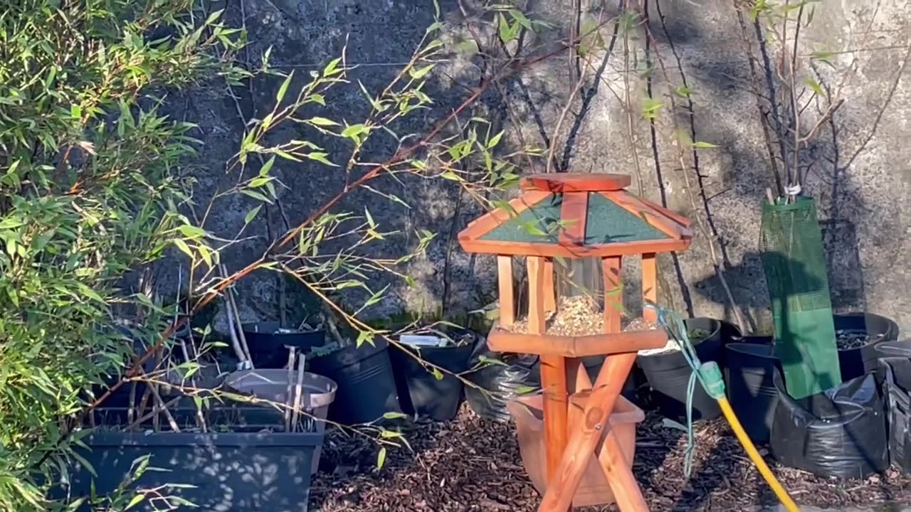 One of the bird feeders in my garden is buzzed by birds