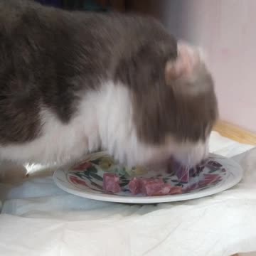 My cat eat