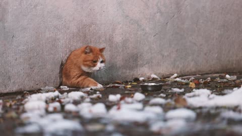 A lovely orange cat