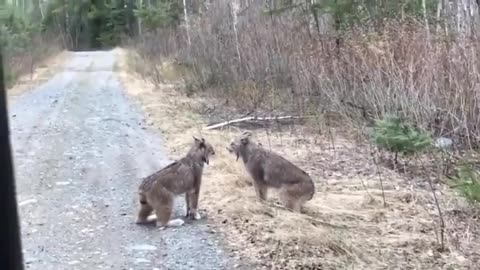 Imagine Hearing them at night trekking