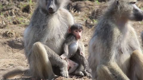 Baboon Baby And Family