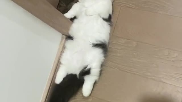 Watch my little cat lie down and sleep when she's tired