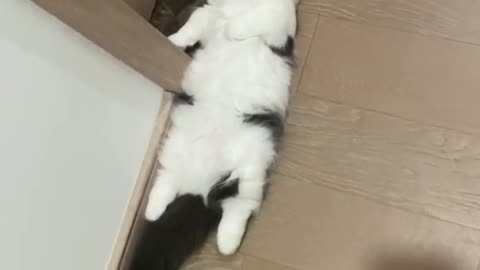 Watch my little cat lie down and sleep when she's tired