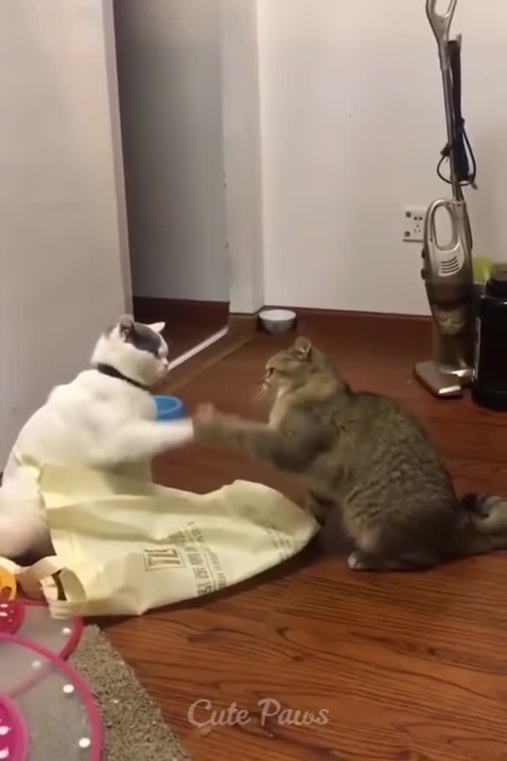 Funniest cats and dog