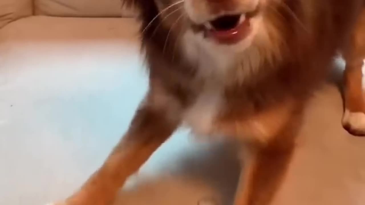 funny dog embers version of flowers