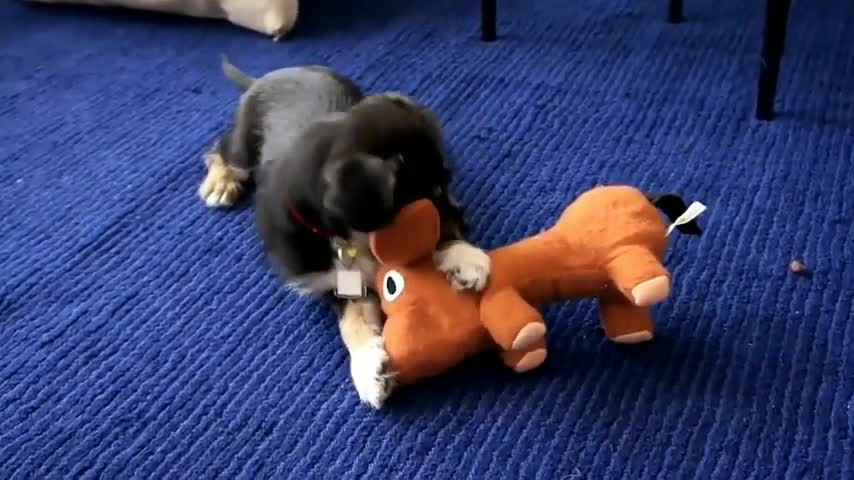 Funny Cute dog Playing Video