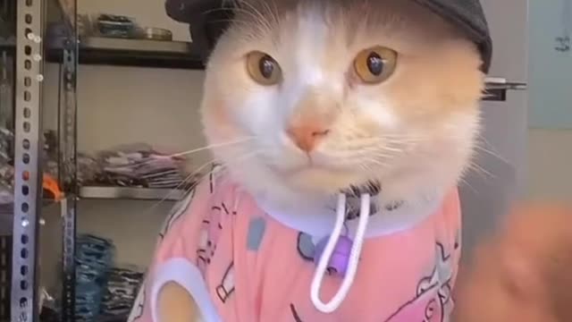 cute cat videos !This cat is very obedient, this woman is dressed in clothes