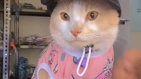 cute cat videos !This cat is very obedient, this woman is dressed in clothes