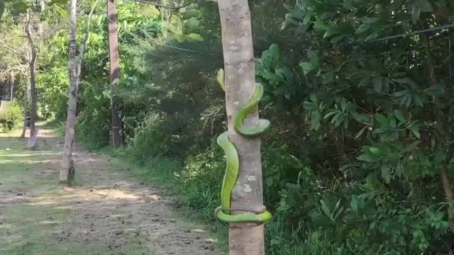 Red-Tailed Racer Snake Climbs Tree to Safety