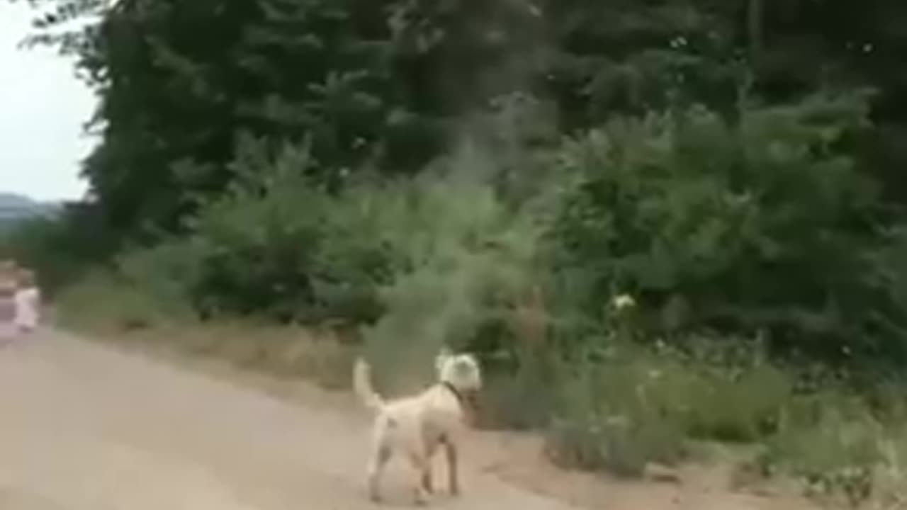 Dog stops tornado from forming