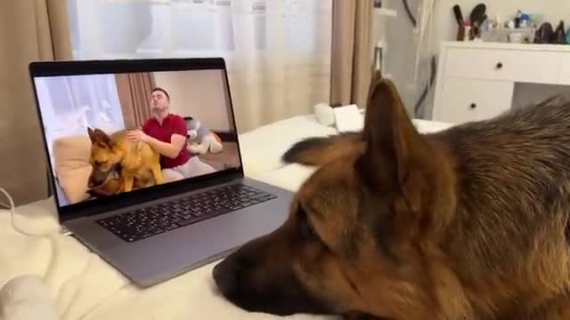 Funny German Shepherd Reacts to himself on Youtube Video
