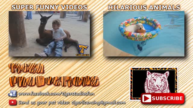 FORGET CATS! Funny KIDS vs ZOO ANIMALS are WAY FUNNIER! - TRY NOT TO LAUGH