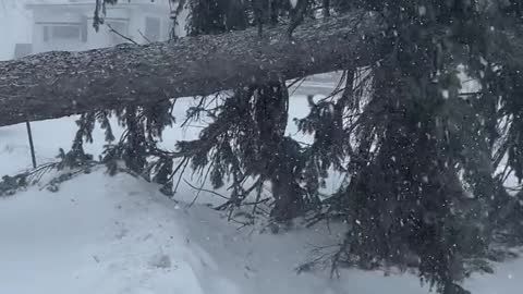 Winter storm downs trees in New York's West Seneca