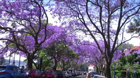 Jacaranda Season in Sydney Spring