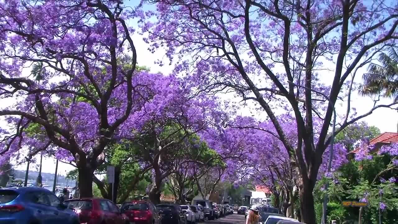 Jacaranda Season in Sydney Spring